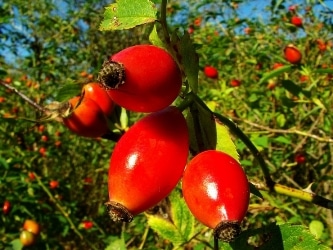 ягоды шиповника