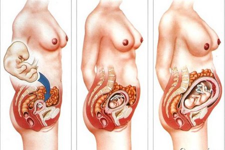 внутренние органы у беременной 