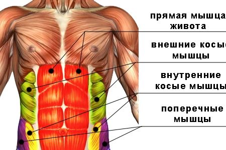 мышцы пресса человека