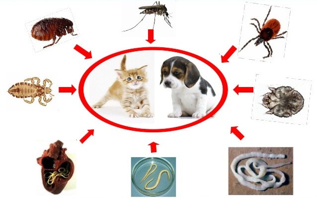 инфографика с паразитами от животных